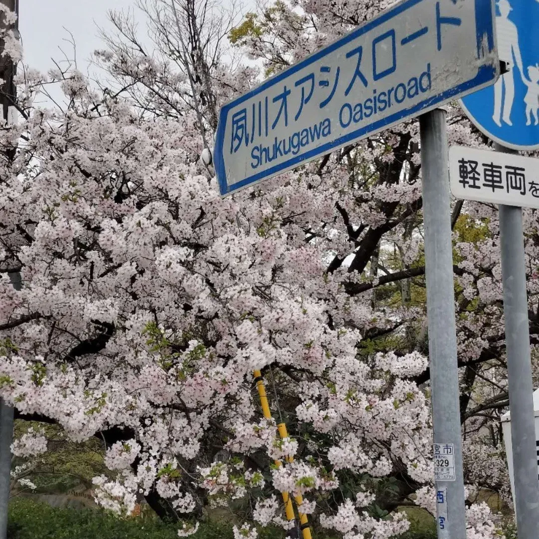 事務所のある夙川は「さくら名所１００選」に選ばれています。