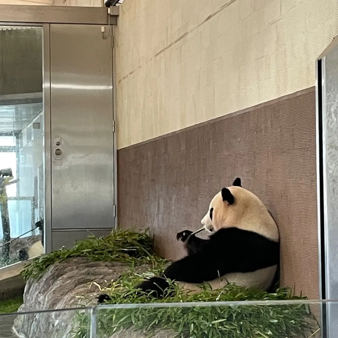 少し前、親族旅行で和歌山某所（特定容易）にパンダを見に行きま...