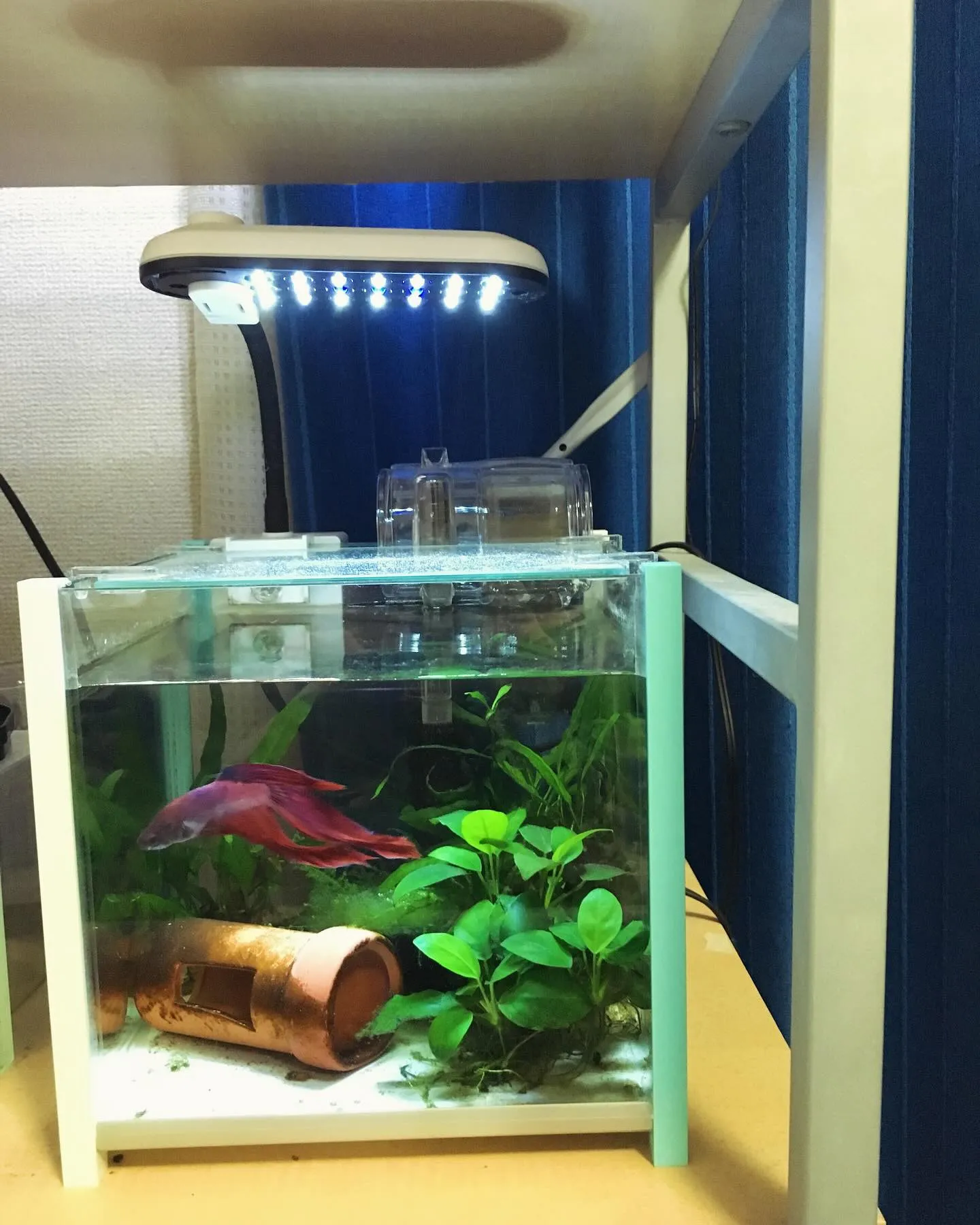 部屋で熱帯魚を飼っています。