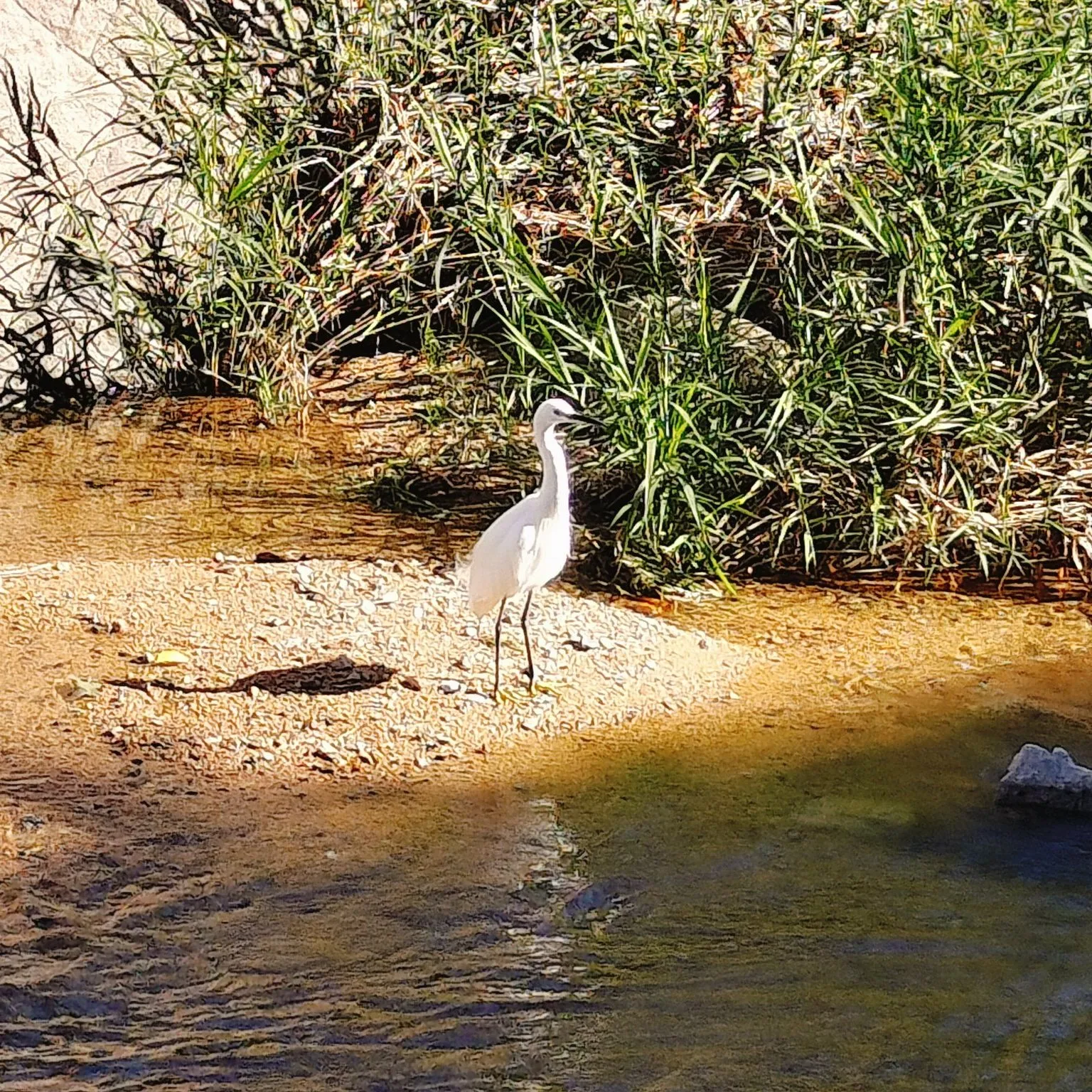 神戸市東灘区に流れる住吉川、すっかり秋の気配です。