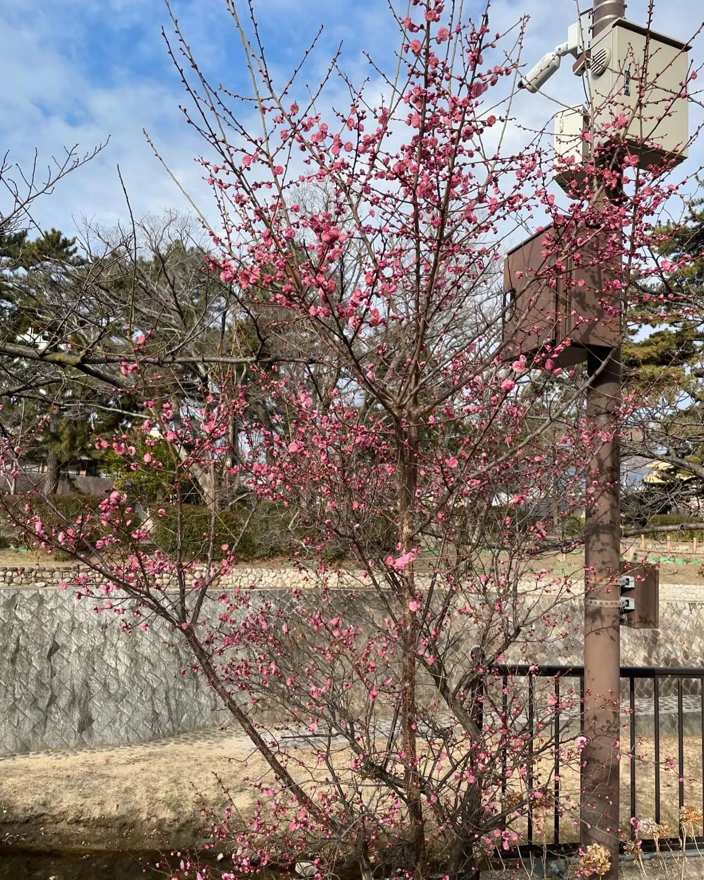 ついに来ました、春の息吹…⁈