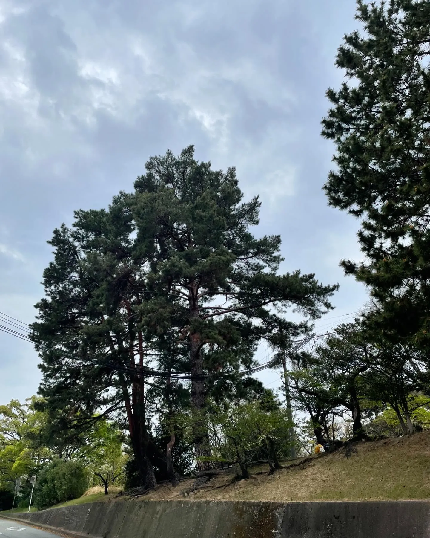 新緑の季節になってきました。