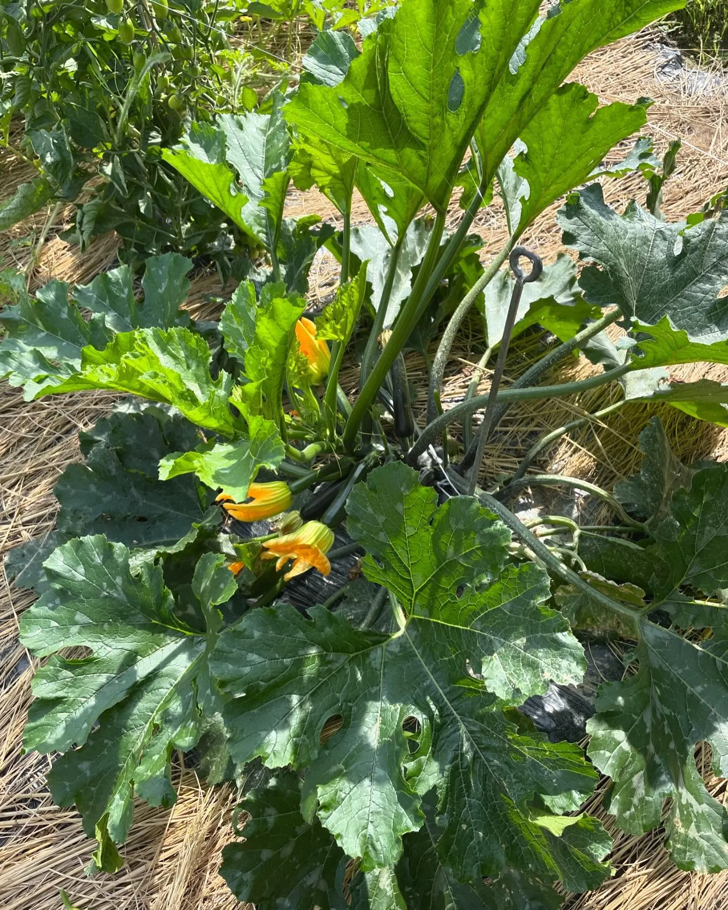 祖母の法事で帰省したら、父が畑で色々と栽培していたのを見まし...