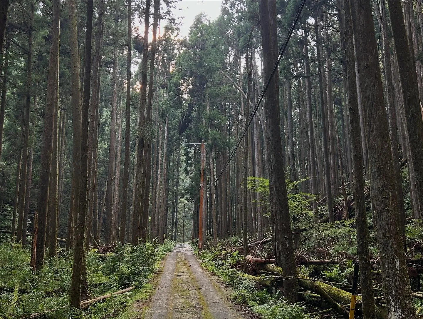 今年もやってきました、ファスティングキャンプ。
