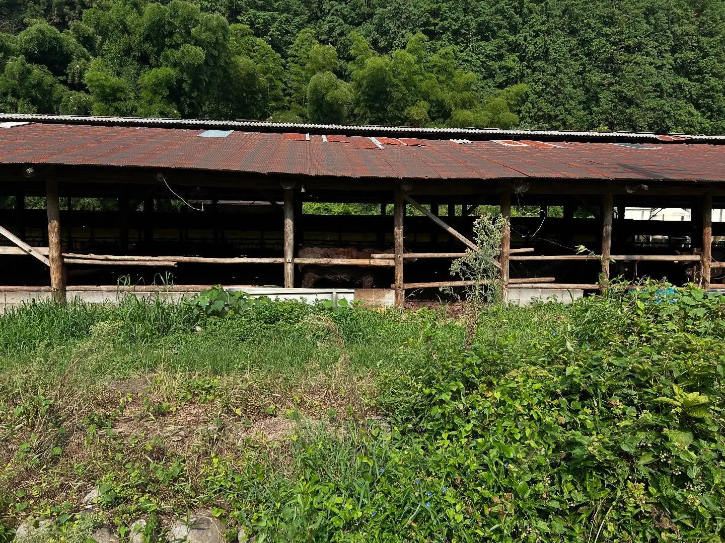 ファスティングキャンプ4日目。