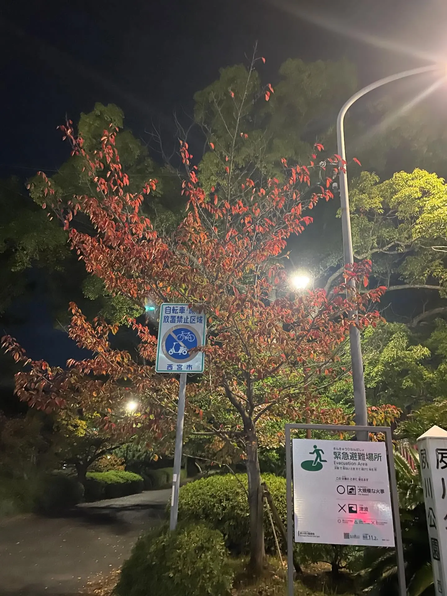 紅葉が進んできました。