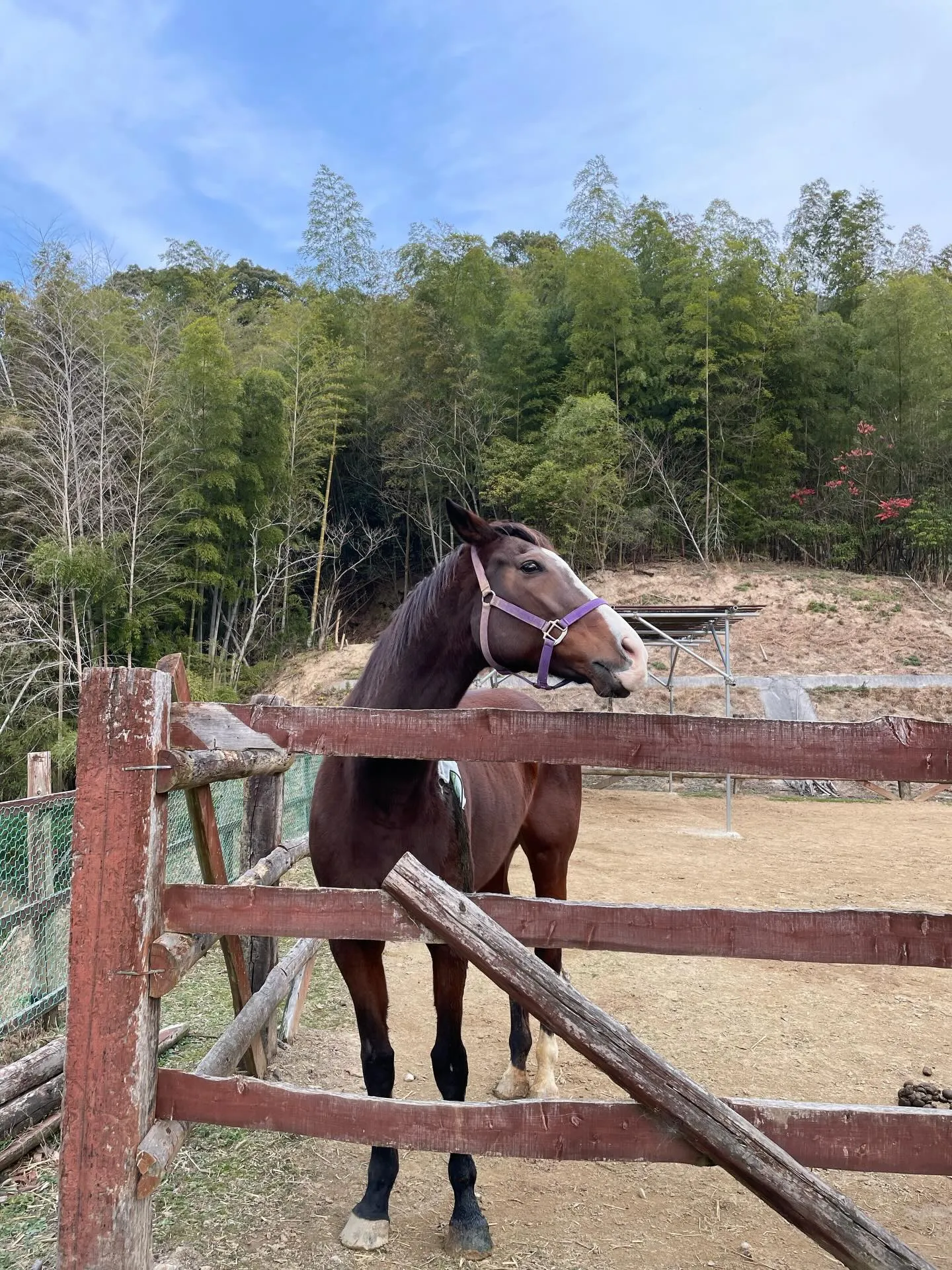 地元に動物園がありまして、大きくはないですが中々楽しめます。