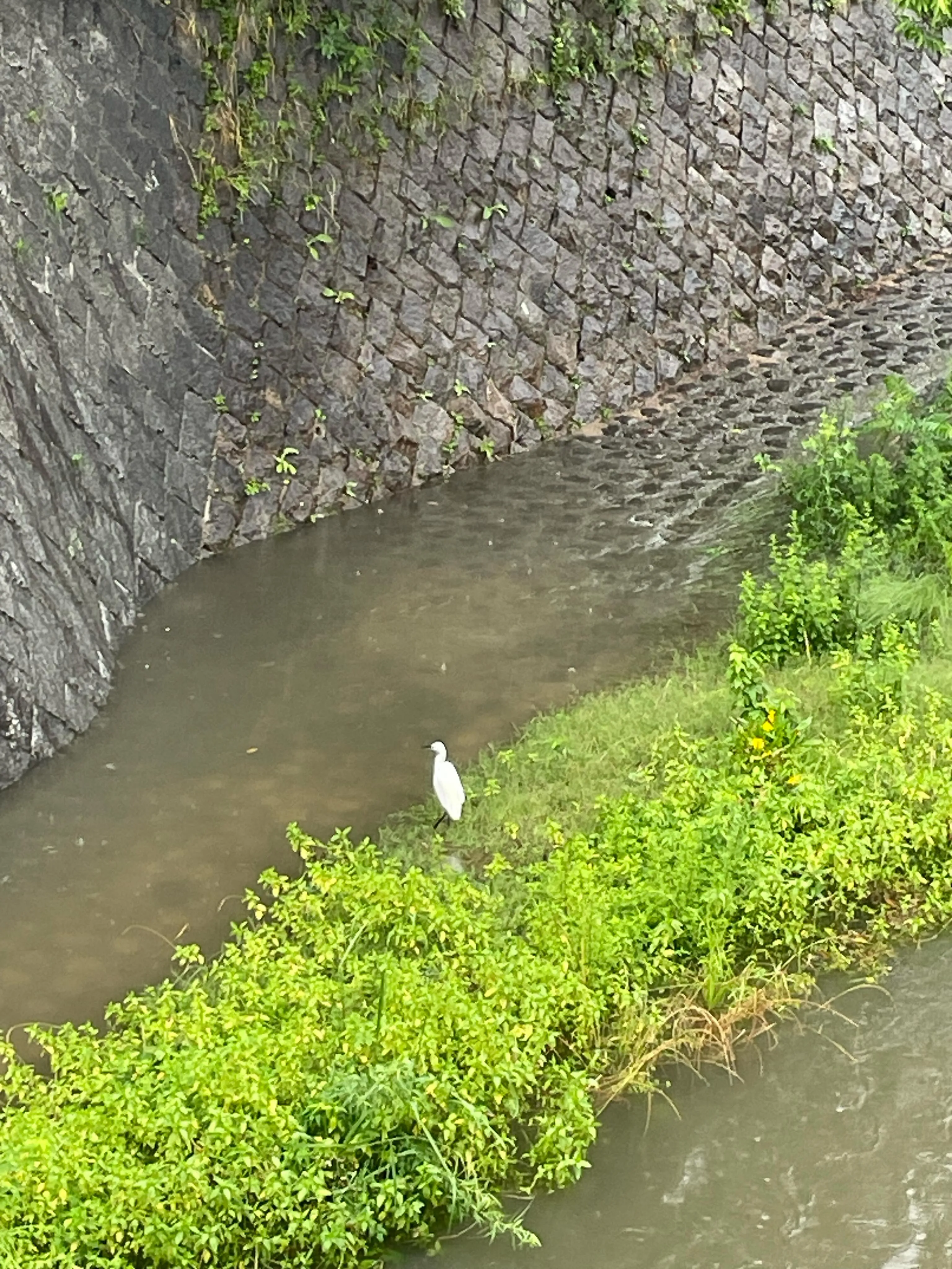夙川にサギ？がいました。